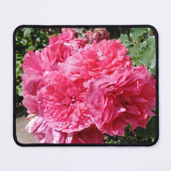 Item preview, This pink rose is full of dreams designed and sold by Raigitam.