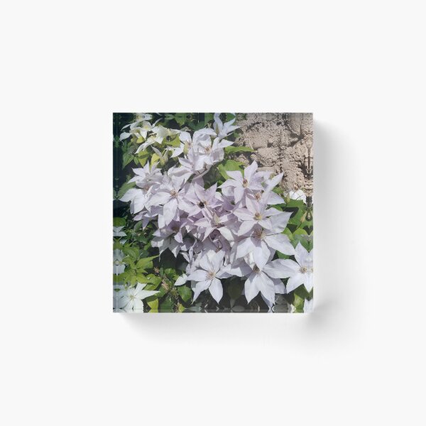 Item preview, White clematis is like heaven in earth designed and sold by Raigitam.