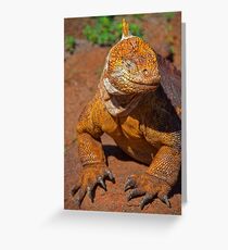 Ecuador. Galapagos Islands. Galapagos Land Iguana. Smile. Greeting Card