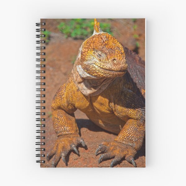 Item preview, Ecuador. Galapagos Islands. Galapagos Land Iguana. Smile. designed and sold by vadim19.