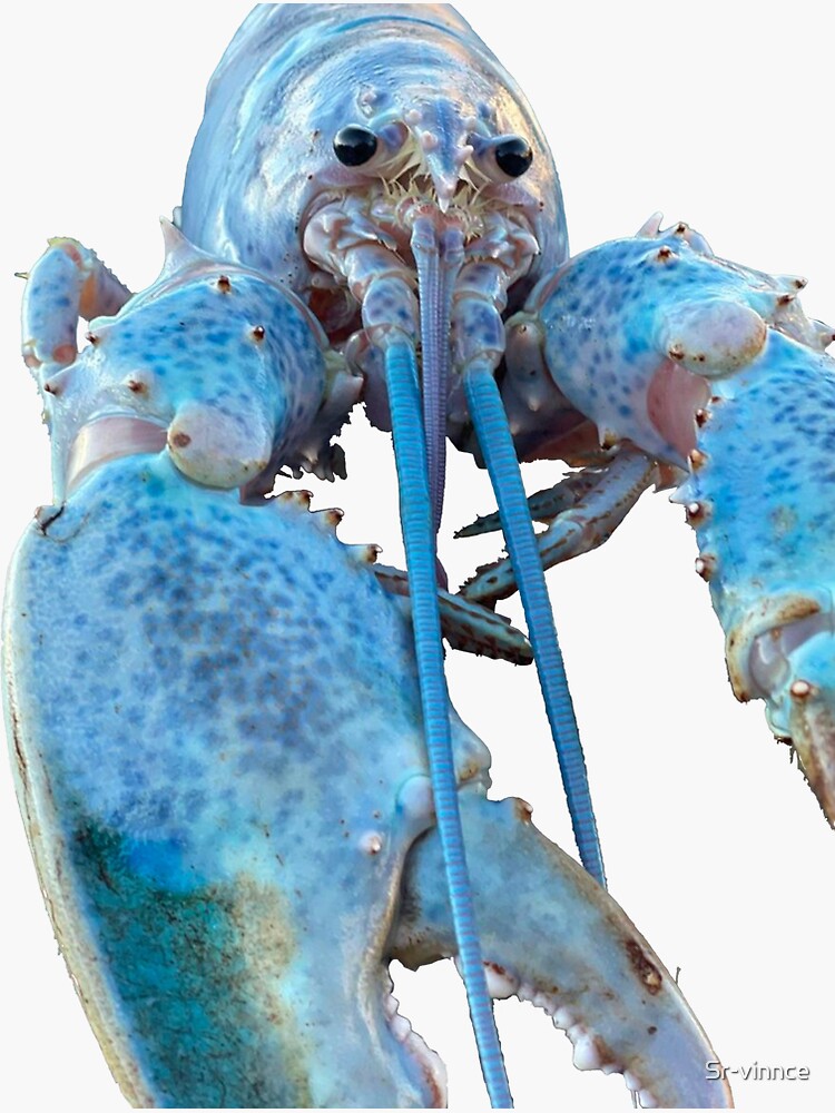 "blue lobster jumpscare" Sticker for Sale by Srvinnce Redbubble