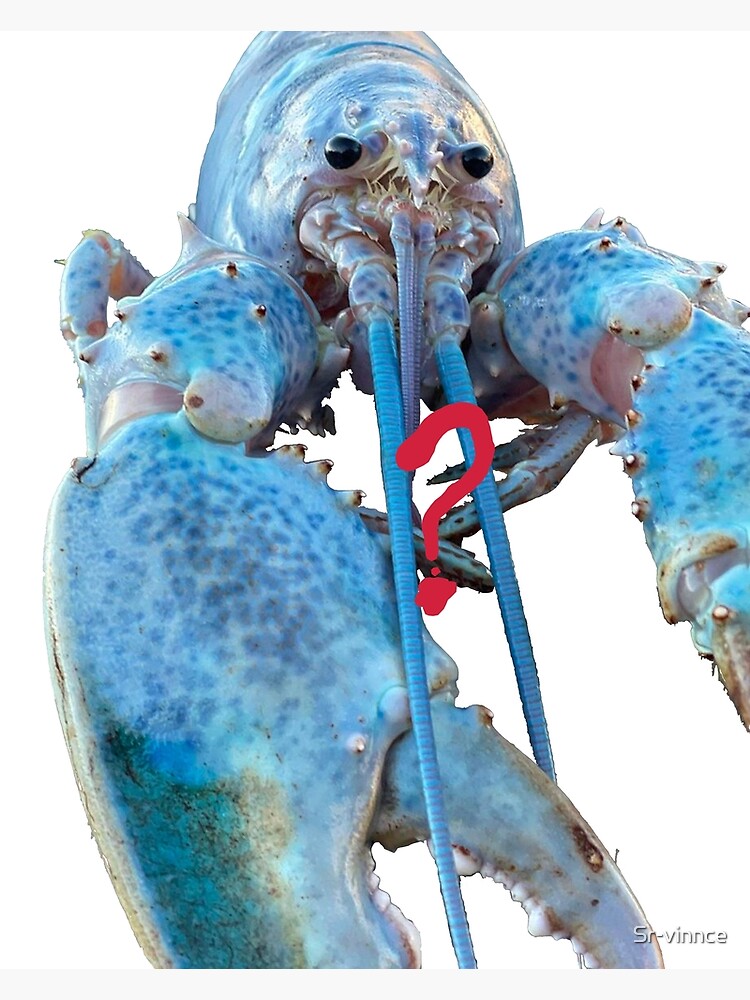 "blue lobster jumpscare meme" Poster for Sale by Srvinnce Redbubble