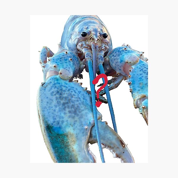 "blue lobster jumpscare meme" Photographic Print for Sale by Srvinnce Redbubble