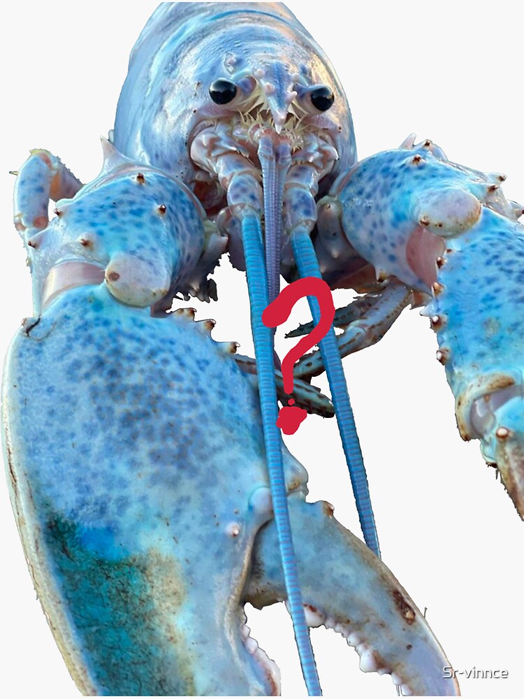 "blue lobster jumpscare meme" Sticker for Sale by Srvinnce Redbubble