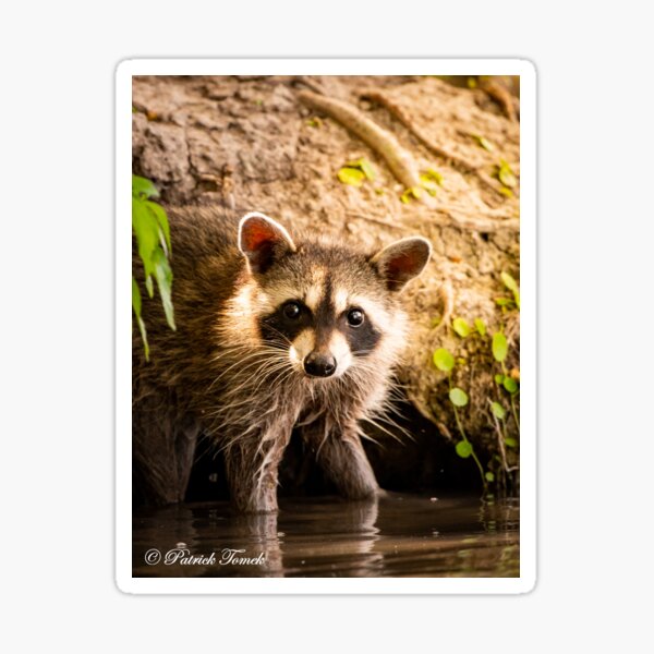 Simply Raccoon Sticker for Sale by RogMont