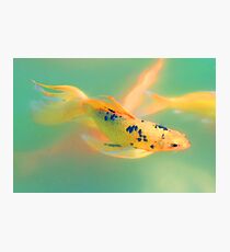 Koi Photographic Print
