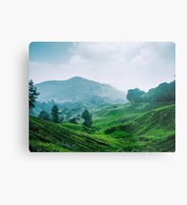 Tea Plantation, Malaysia. Metal Print