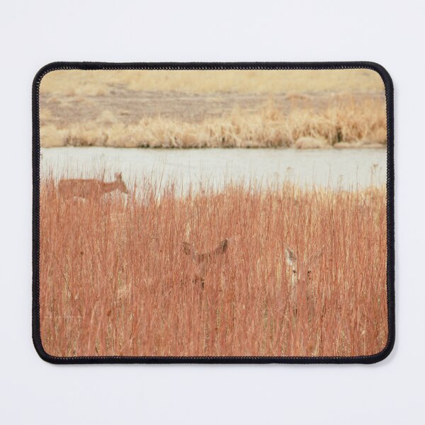 Item preview, Deer Behind Reeds in Rocky Mountain Arsenal National Wildlife Refuge, Colorado #2 designed and sold by ywphotos.