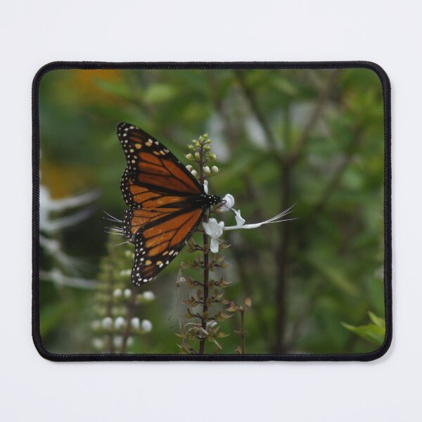 Item preview, Monarch Butterfly Feeding on White Flowers During Fall Migration designed and sold by FieldTheBiology.