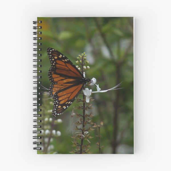 Item preview, Monarch Butterfly Feeding on White Flowers During Fall Migration designed and sold by FieldTheBiology.