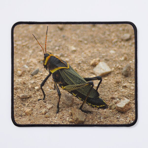 Item preview, Horse Lubber Grasshopper (Taeniopoda eques) from the Chihuahuan Desert designed and sold by FieldTheBiology.