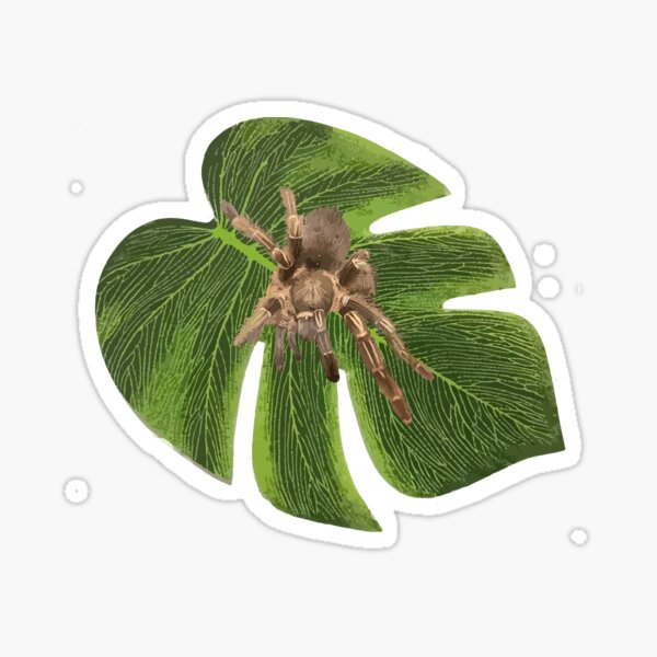 Tarantula on Monstera Leaf Sticker