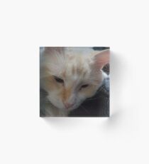 The Purrfect Oportunity Acrylic Block
