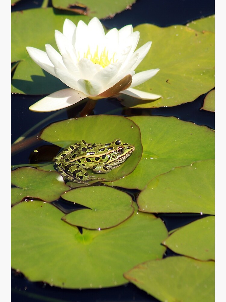 Frog On Lily Pad Art Board Print By Rhamm Redbubble