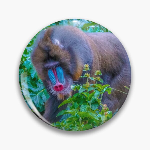 Item preview, Mandrill on the Move at Melbourne Zoo designed and sold by Steven Jodoin.