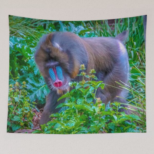Item preview, Mandrill on the Move at Melbourne Zoo designed and sold by Steven Jodoin.