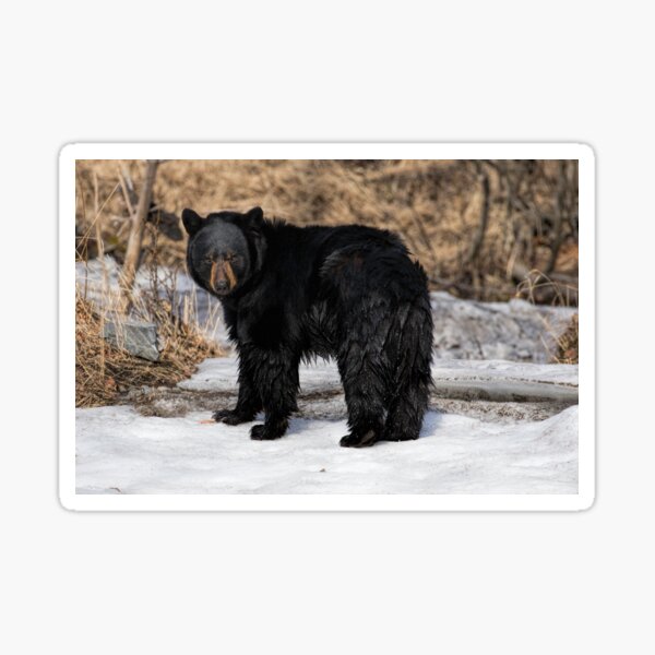 Just A Little Wet - Black Bear Sticker