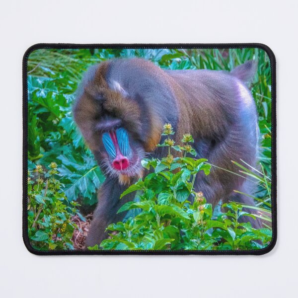 Item preview, Mandrill on the Move at Melbourne Zoo designed and sold by Steven Jodoin.