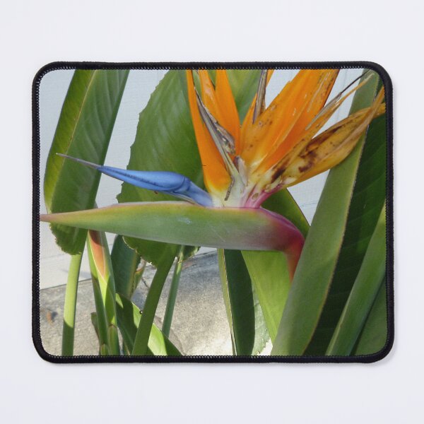 Item preview, 71510133 designed and sold by RealFlower.