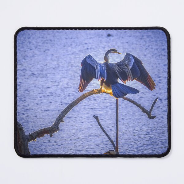 Item preview, Australian Darter Drying its Wings designed and sold by Steven Jodoin.