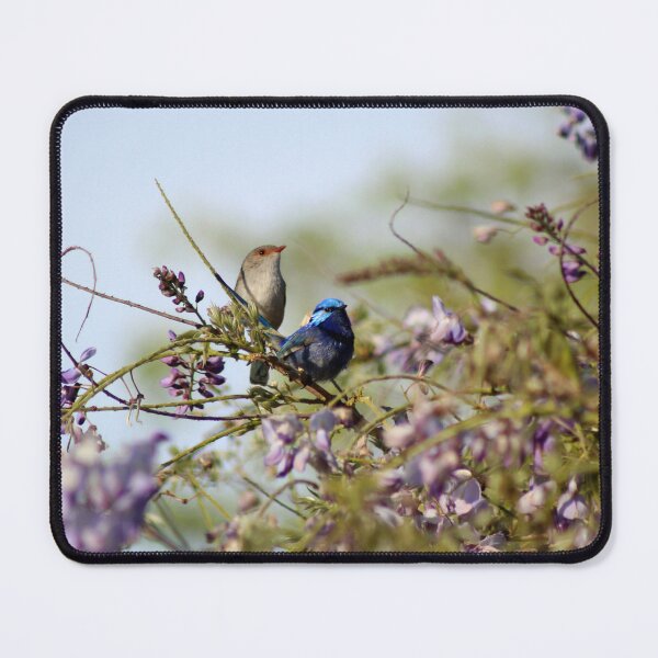 Item preview, Splendid Fairy-Wrens or Blue Wrens (Malurus splendens) designed and sold by Marilyn Harris.