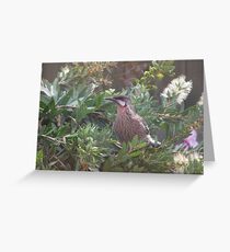 Wattle Bird Greeting Card