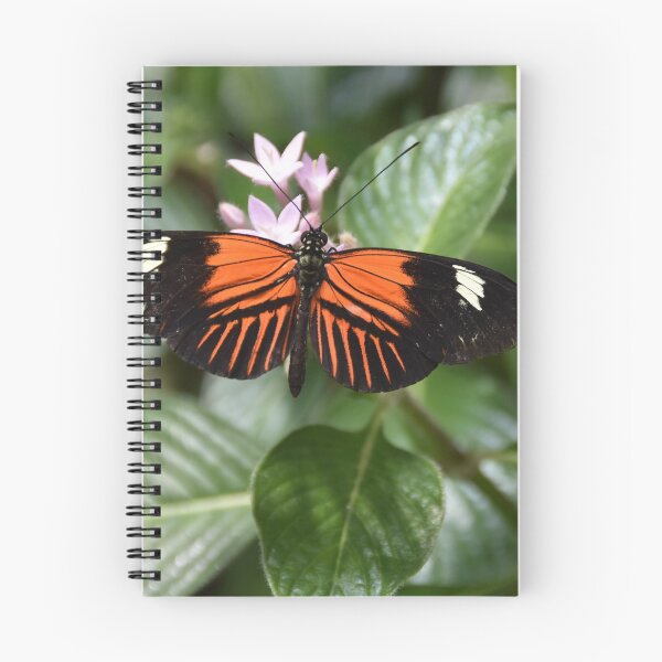 Item preview, Doris - Heliconius doris designed and sold by Poete100.