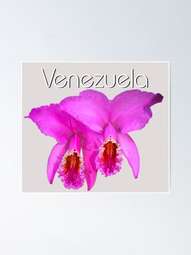 Póster «Orquideas venezolanas Catleya» de juancalop | Redbubble