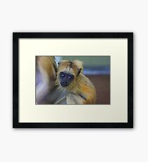 Baby howler monkey Framed Print