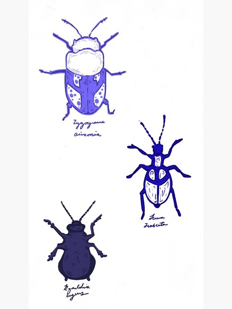 "Beetle Chart" Poster for Sale by ShopAutumnGrace Redbubble
