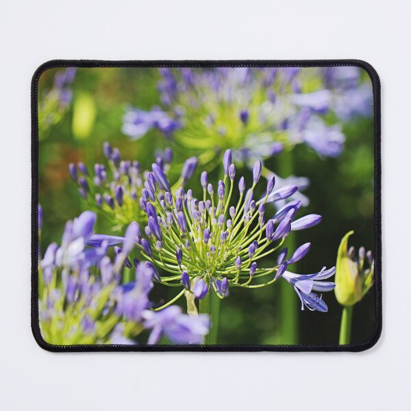Item preview, Agapanthus A Walk Through Garden  designed and sold by Joy Watson - Natural Light Photography .