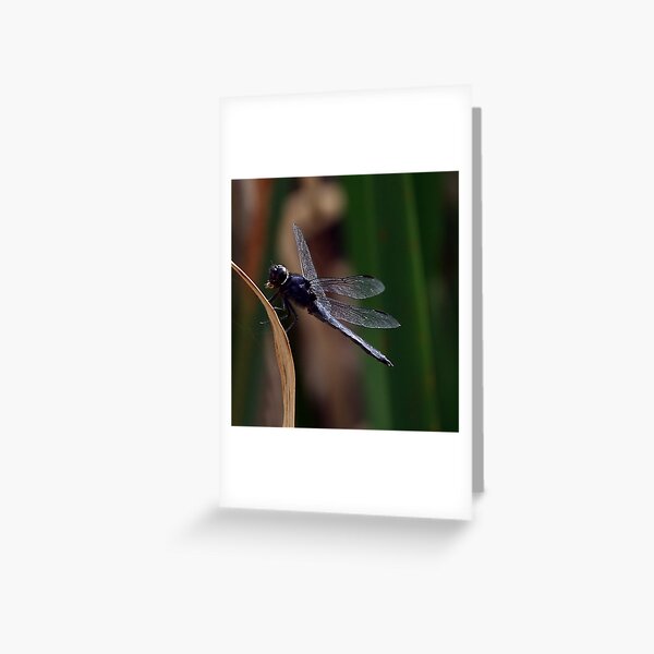 Dragonfly Resting Greeting Card