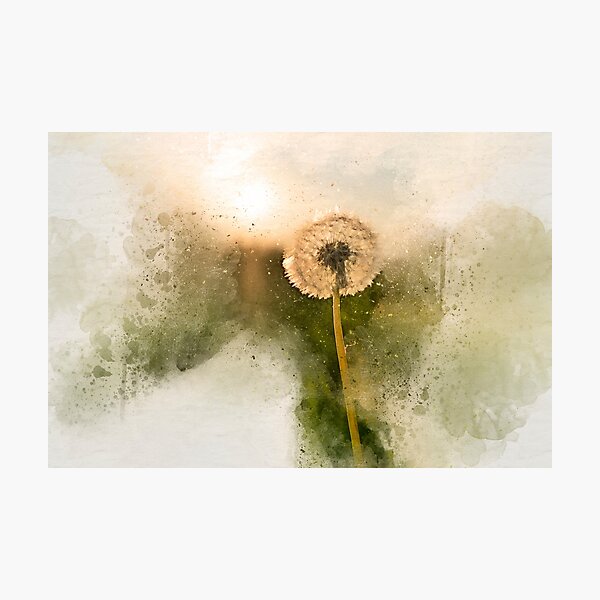 Sunny dandelion Photographic Print