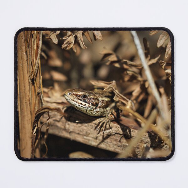 Item preview, Common lizard - Sussex. designed and sold by Christian Moss.