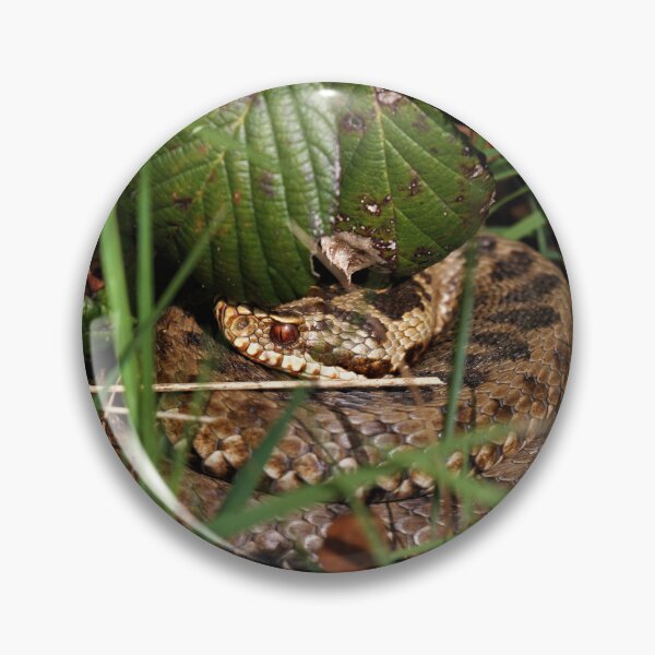 Item preview, Adder - Vipera berus designed and sold by Christian Moss.
