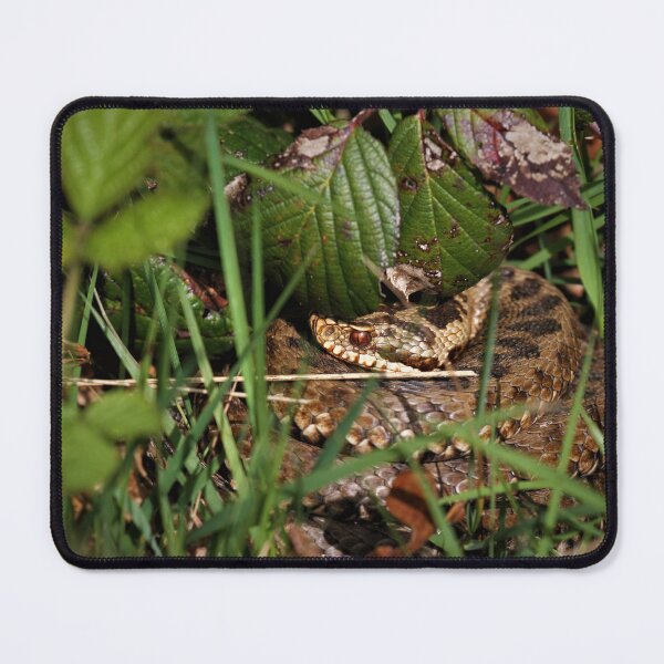 Item preview, Adder - Vipera berus designed and sold by Christian Moss.