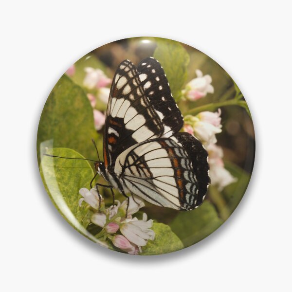Item preview, Weidemeyer's Admiral Butterfly (Limenitis weidemeyerii) from Utah designed and sold by FieldTheBiology.