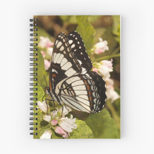 Item preview, Weidemeyer's Admiral Butterfly (Limenitis weidemeyerii) from Utah designed and sold by FieldTheBiology.