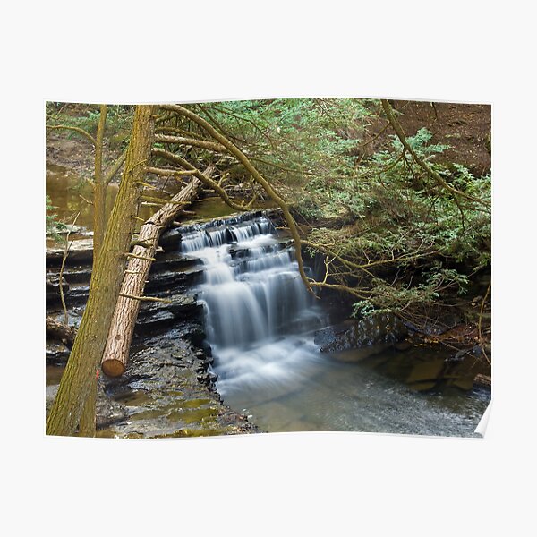 Salt Springs Waterfalls Poster