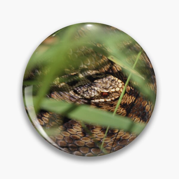 Item preview, Snake in the grass. Adder - Vipera berus designed and sold by Christian Moss.