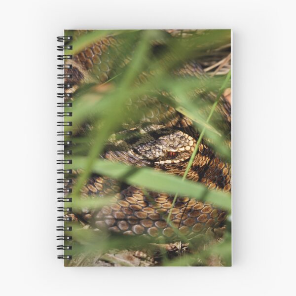 Item preview, Snake in the grass. Adder - Vipera berus designed and sold by Christian Moss.