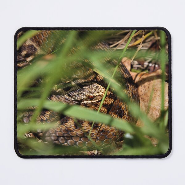 Item preview, Snake in the grass. Adder - Vipera berus designed and sold by Christian Moss.