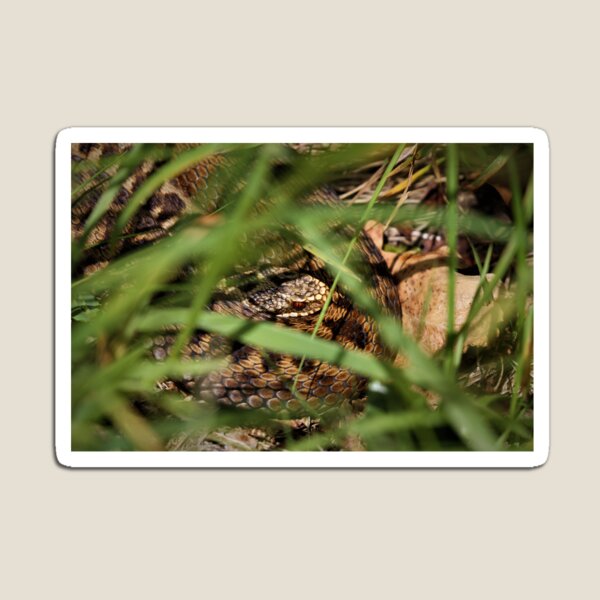 Item preview, Snake in the grass. Adder - Vipera berus designed and sold by Christian Moss.