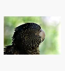 Sly Photographic Print