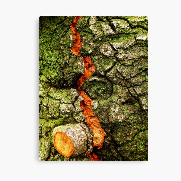 FISSURE Canvas Print