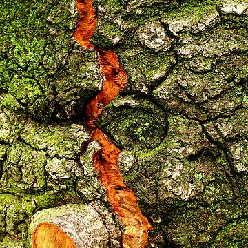 Artwork thumbnail, FISSURE by Alvin C Whaley