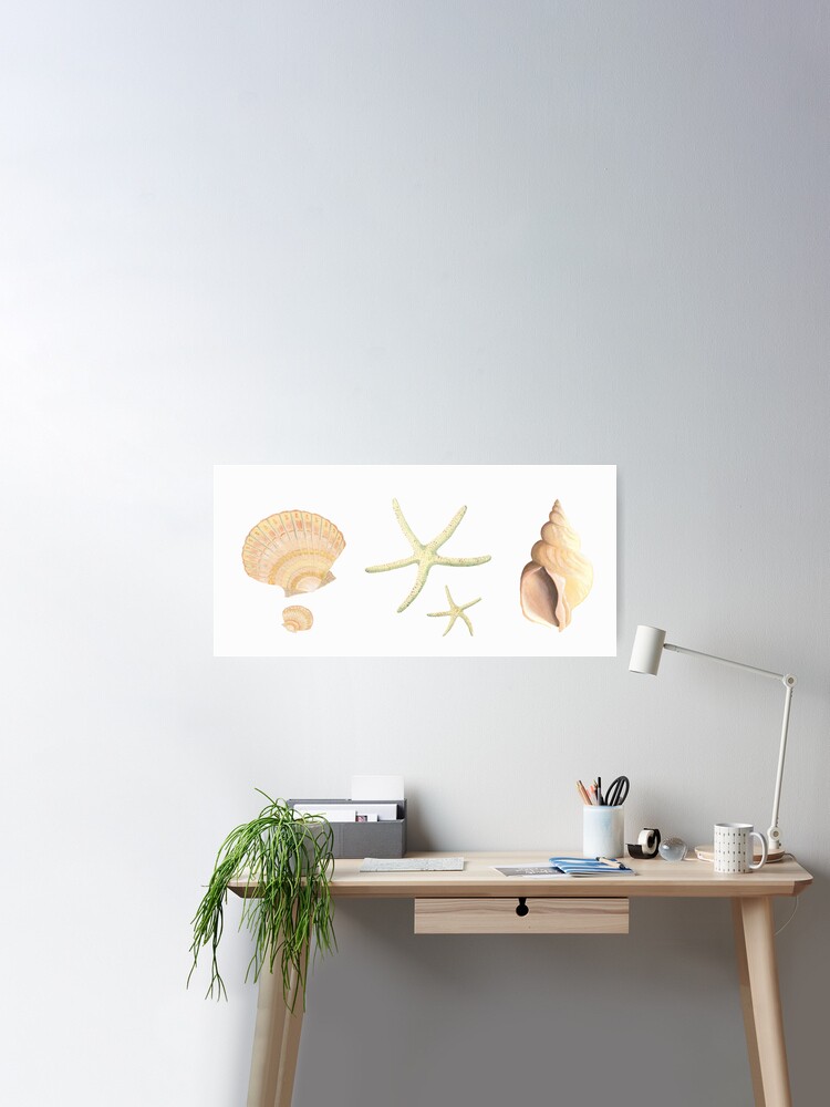 Poster, Scallop, starfish and whelk sea shells study designed and sold by LisaLeQuelenec