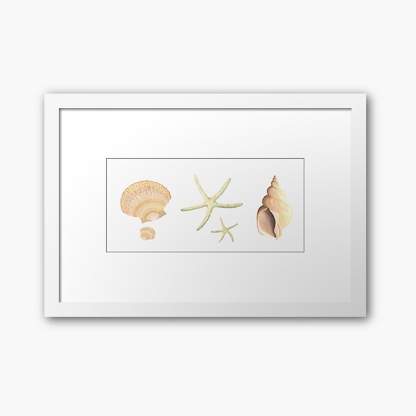 Scallop, starfish and whelk sea shells study Framed Art Print