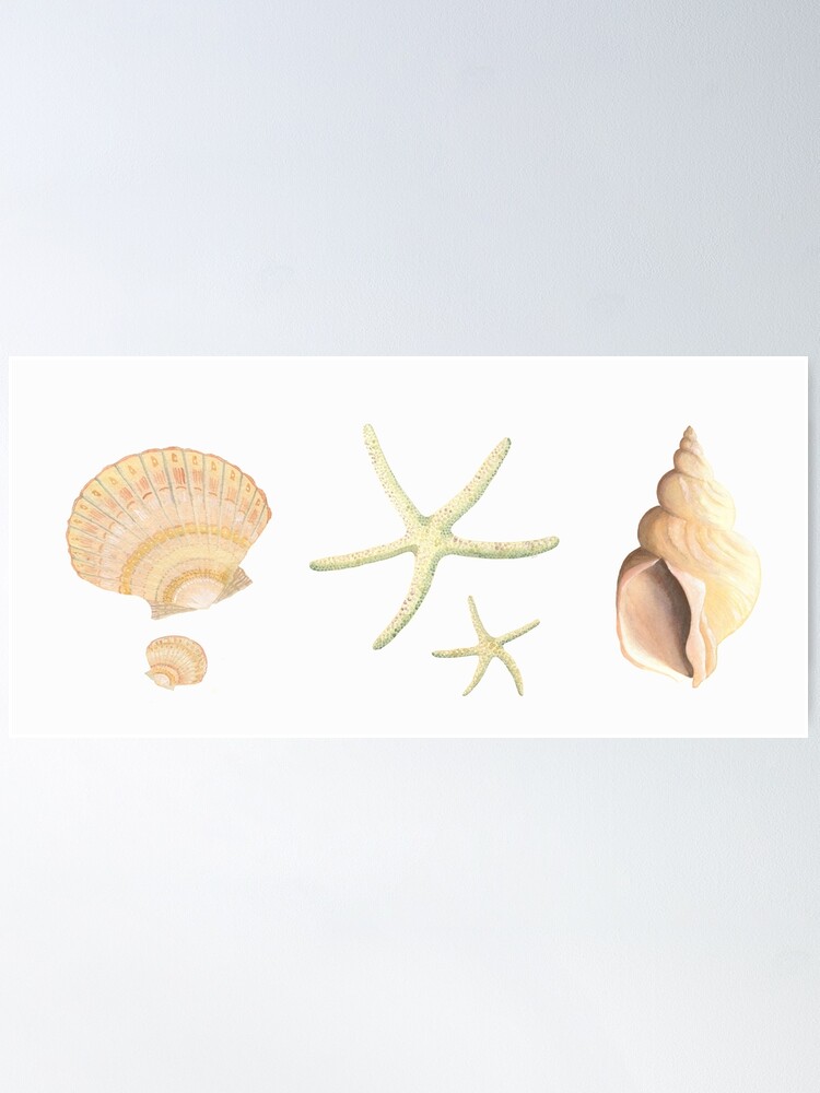 Thumbnail 2 of 3, Poster, Scallop, starfish and whelk sea shells study designed and sold by LisaLeQuelenec.