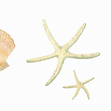 Artwork thumbnail, Scallop, starfish and whelk sea shells study by LisaLeQuelenec